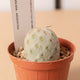 Simegarden Tephrocactus geometricus