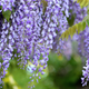 Simegarden Wisteria floribunda grande diva